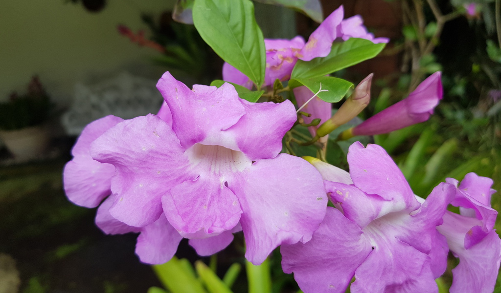 Красивый комнатный цветок с сиреневыми цветами