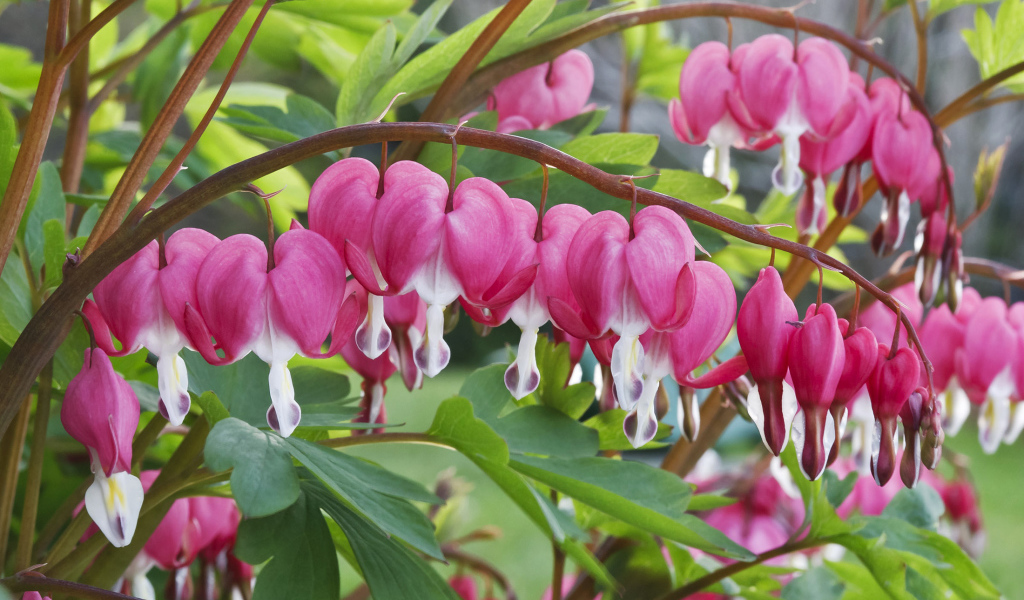 Красивые комнатные цветы Дицентра крупным планом