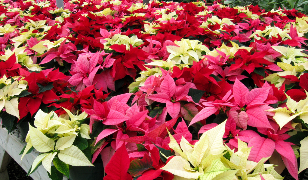 Красивые комнатные цветы молочай, пуансеттия