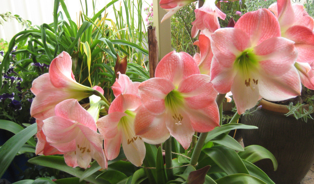 Красивые комнатные розовые Амариллис