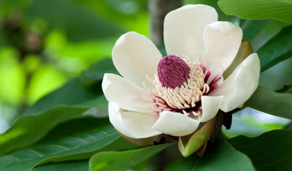 Красивый крупный цветок магнолия 