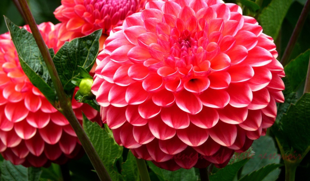 Красивая крупная розовая георгина 