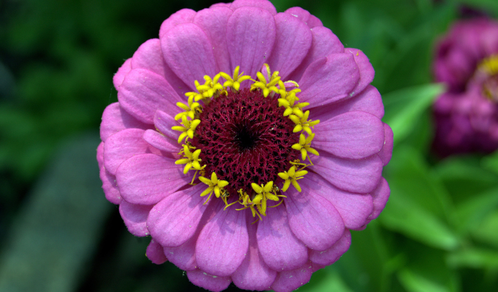 Красивый сиреневый цветок цинния крупным планом 