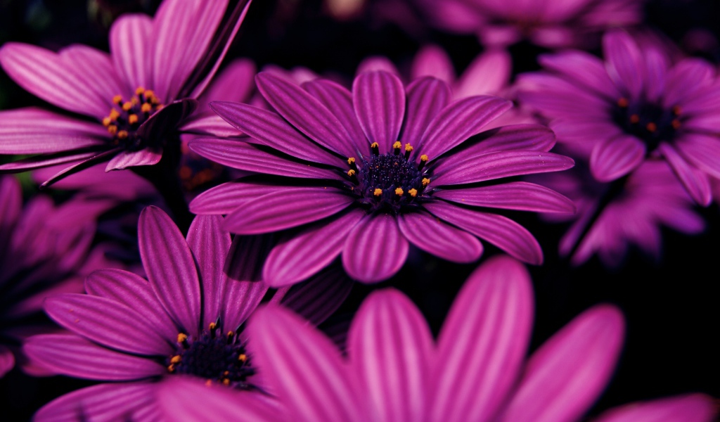 Красивые сиреневые цветы африканская ромашка 