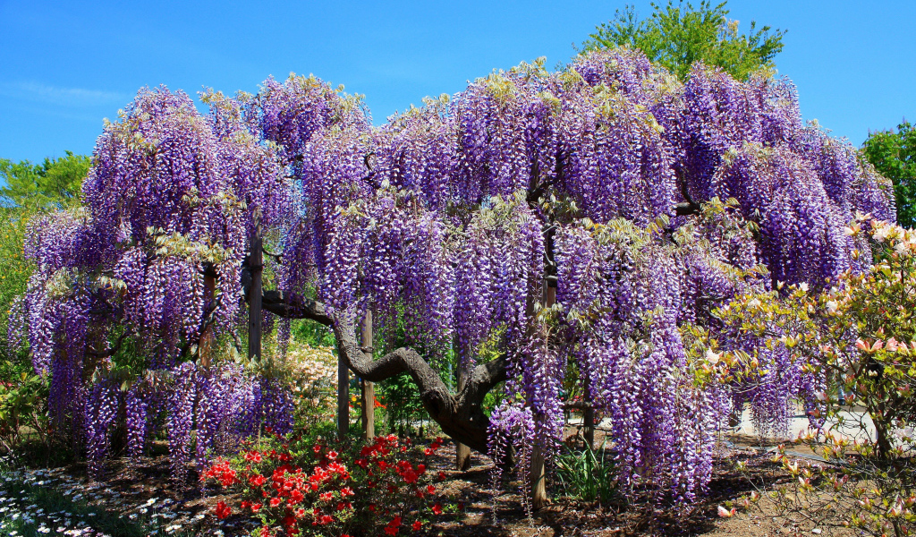 Красивые сиреневые цветы Глициния 