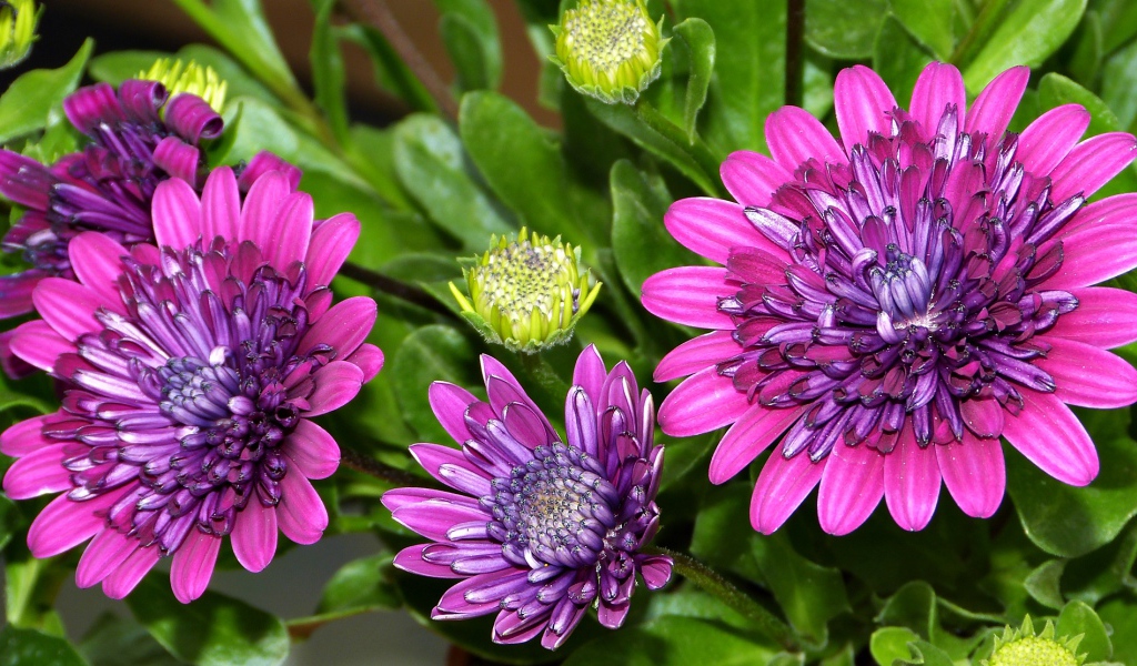 Красивые сиреневые цветы хризантемы