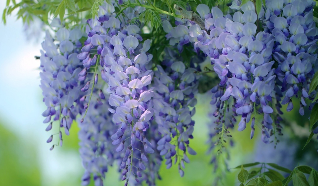 Красивые сиреневые садовые цветы глициния 