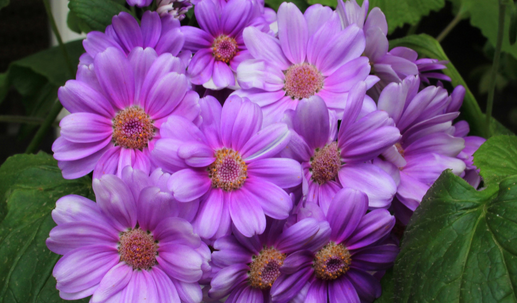 Красивый сиреневый комнатный цветок Цинерария 