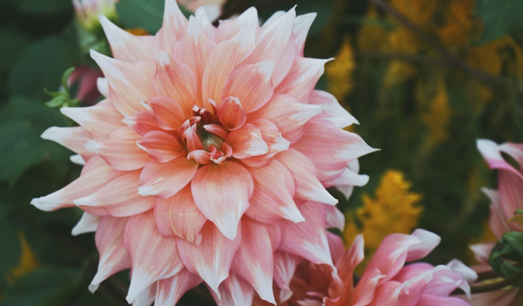 Красивый пышный георгин крупным планом 