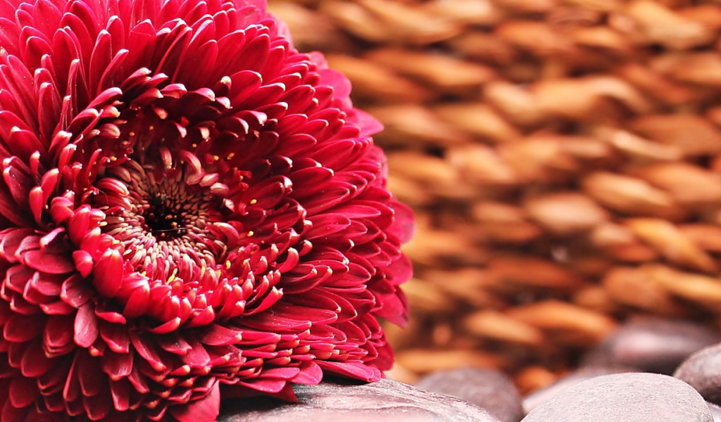 Красивая пышная красная гербера 