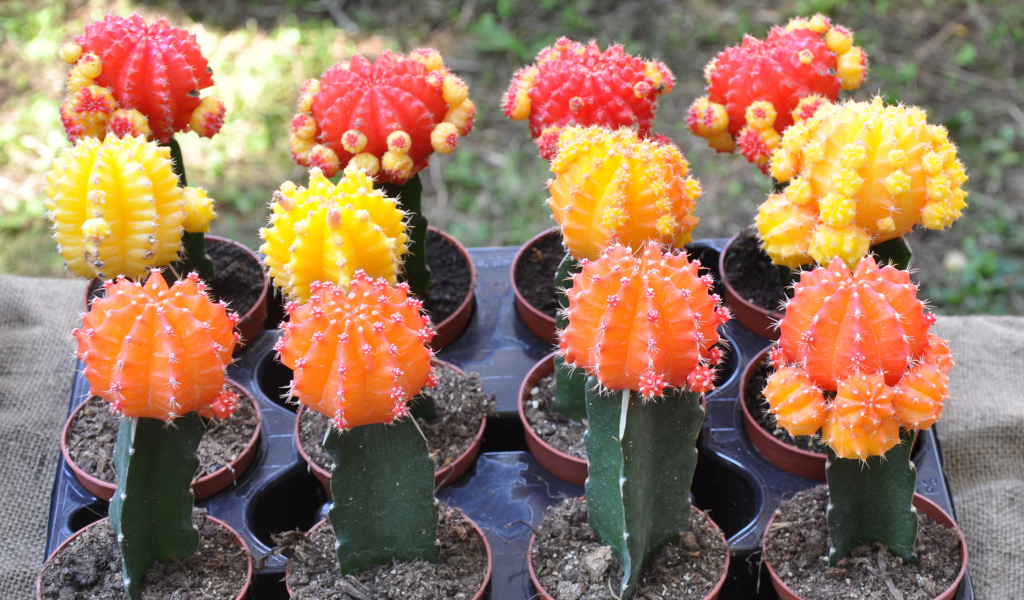 Красивые разноцветные кактусы крупным планом 