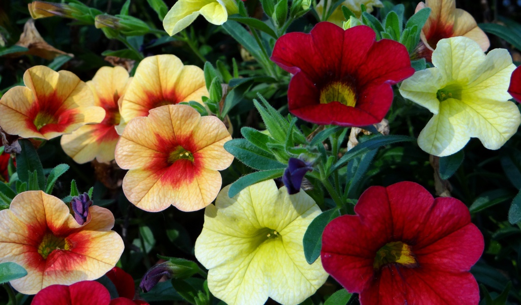 Красивые разноцветные садовые цветы петунии 
