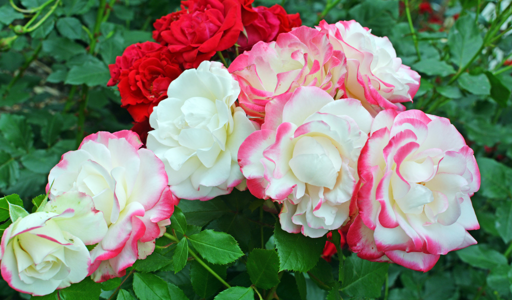 Красивые разноцветные садовые розы на клумбе 