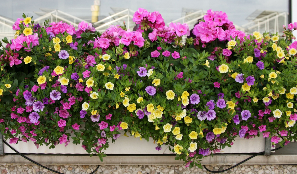 Красивые разноцветные петунии в горшках на балконе