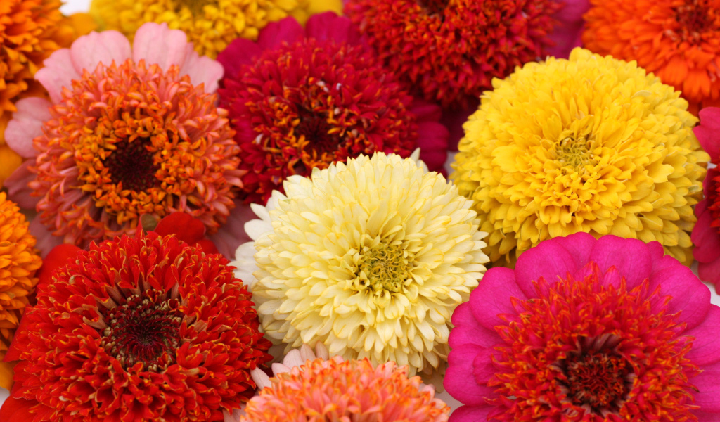 Красивые разноцветные летние цветы цинии крупным планом