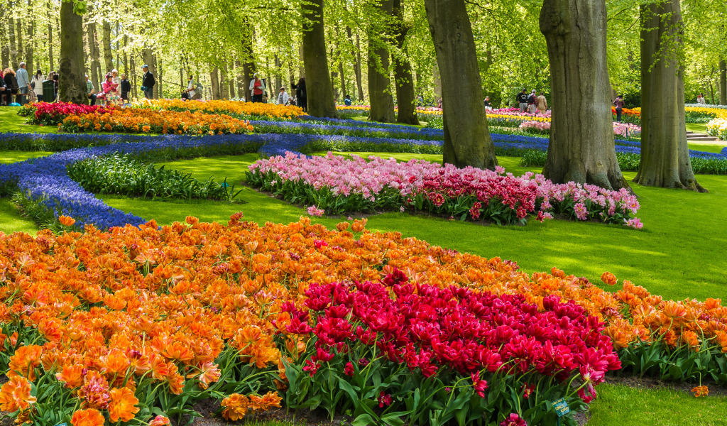 Красивые разноцветные тюльпаны в ботаническом саду