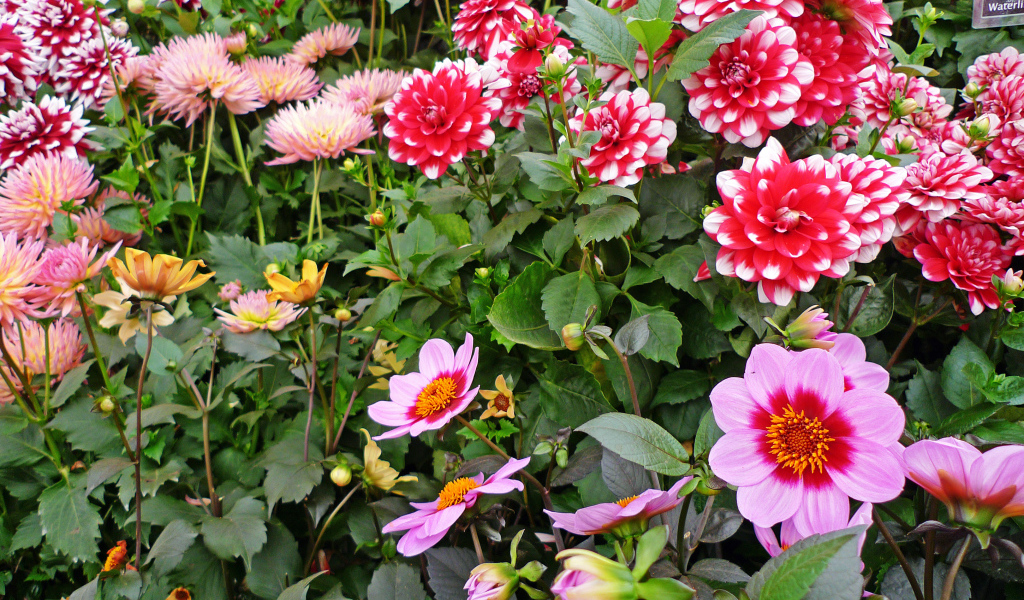 Красивые разноцветные георгины на клумбе