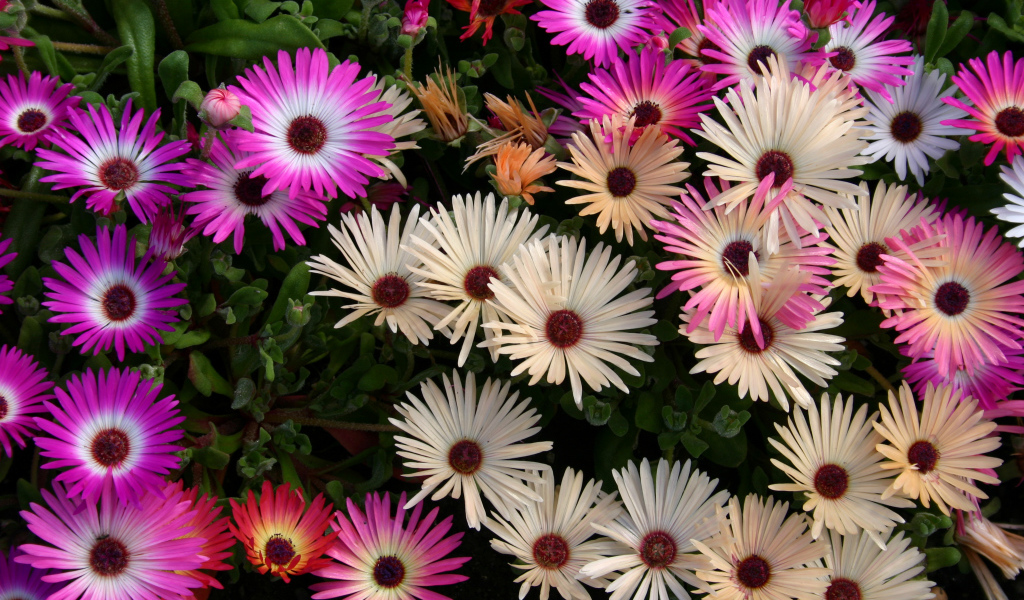 Красивые разноцветные цветы Мезембриантемум