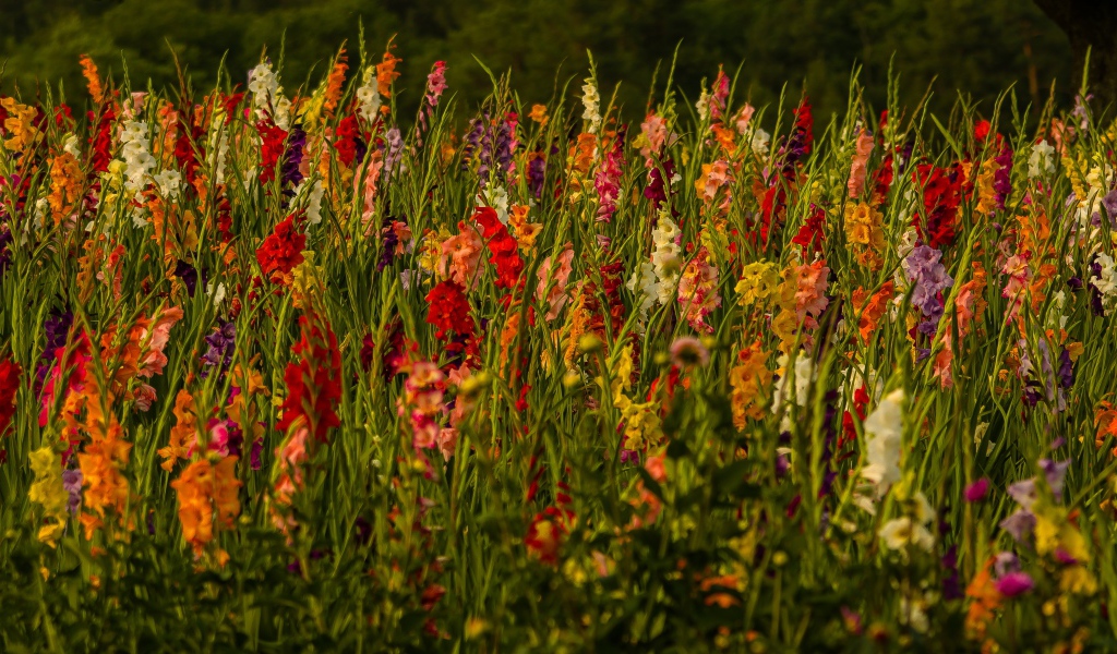 Красивые разноцветные гладиолусы в поле