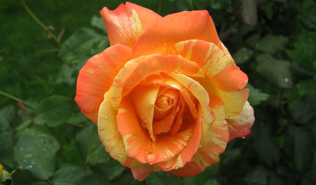 Красивая оранжево - желтая роза в каплях росы 