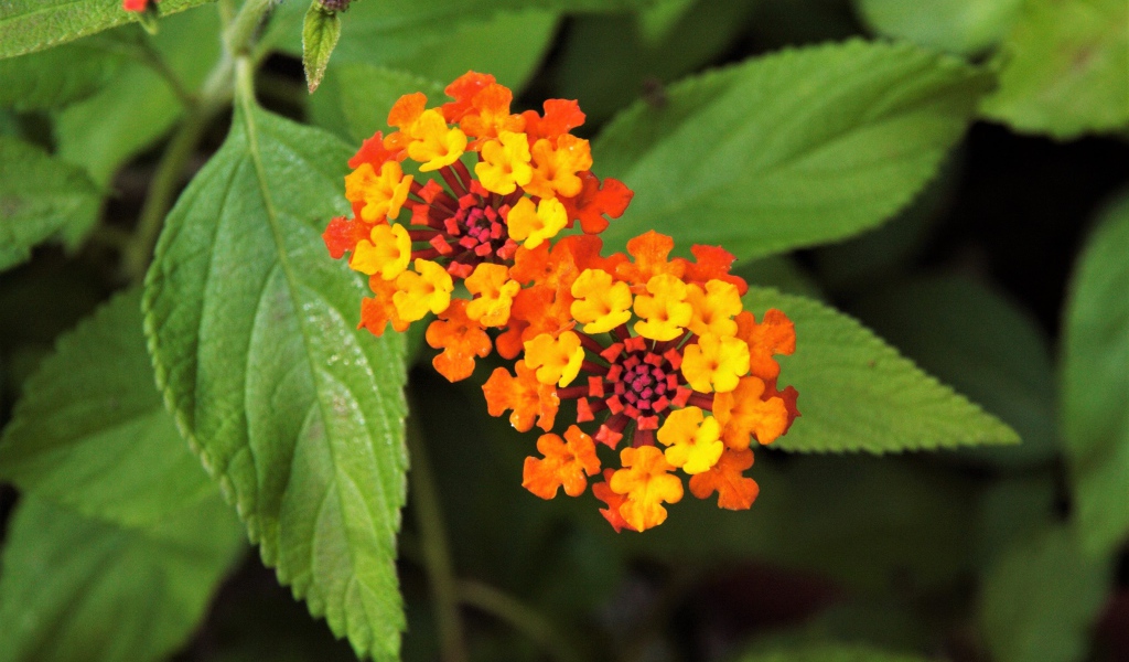 Красивый оранжевый цветок Лантана сводчатая