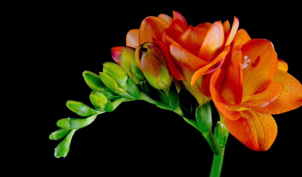 Красивые оранжевые цветы Фрезия 