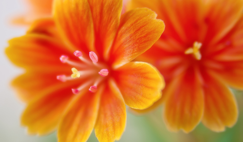 Красивые оранжевые цветы левизия 