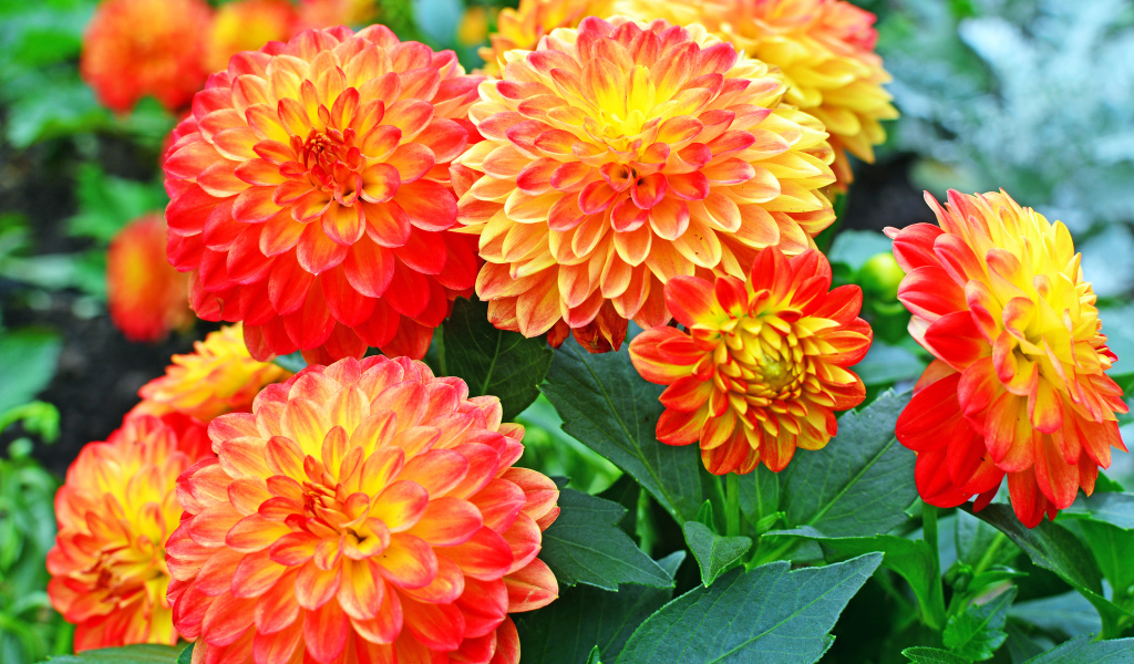 Красивые оранжевые цветы георгины 