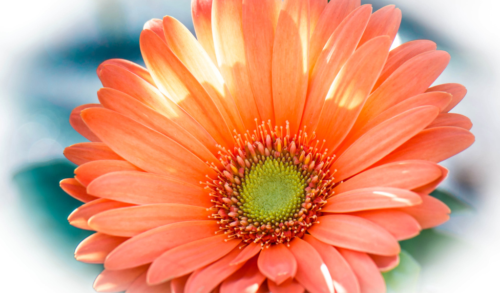 Красивый оранжевый цветок гербера крупным планом 