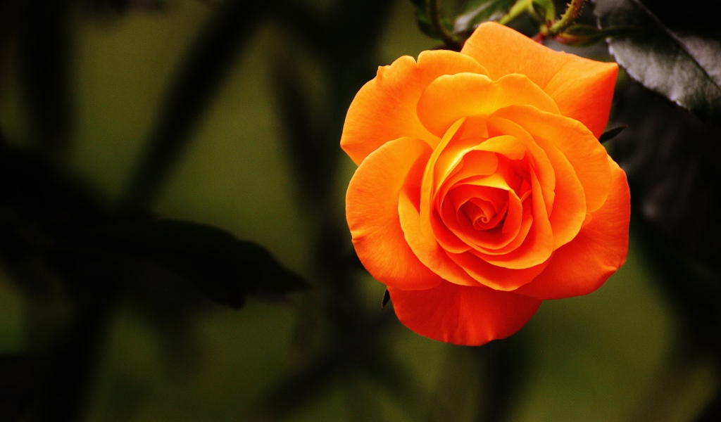 Красивая оранжевая роза крупным планом