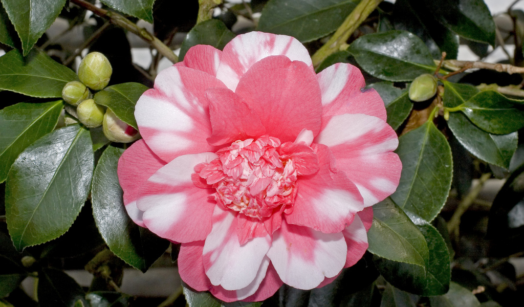 Красивый розово-белый цветок камелии с зелеными листьями