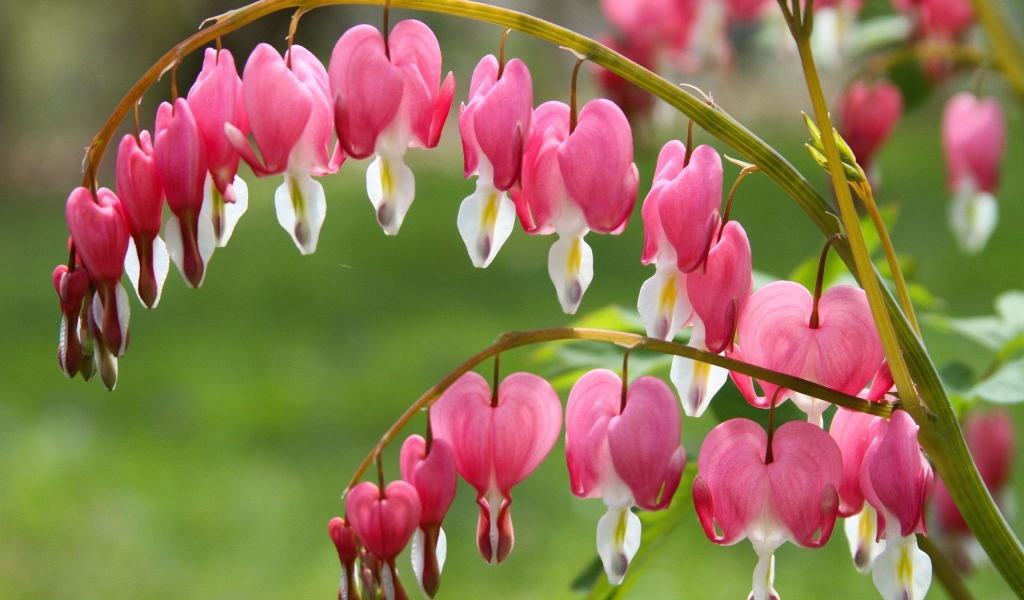 Красивые розовые с белым цветы дицентра