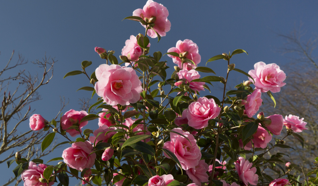 Красивый розовый куст цветов камелия 