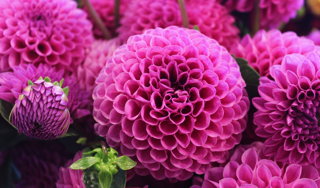 Красивый розовый цветок георгин 