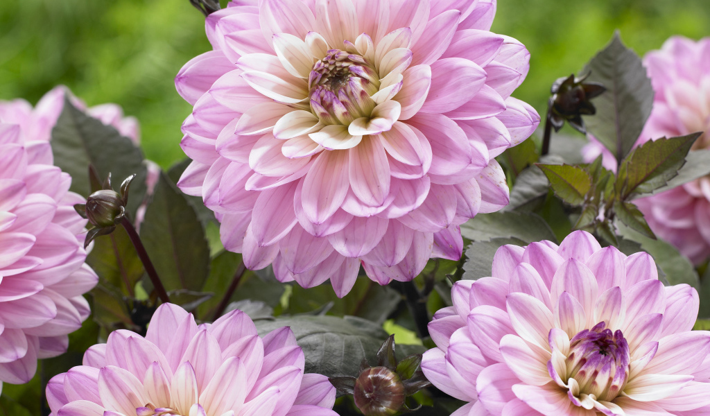 Красивые розовые георгины крупным планом