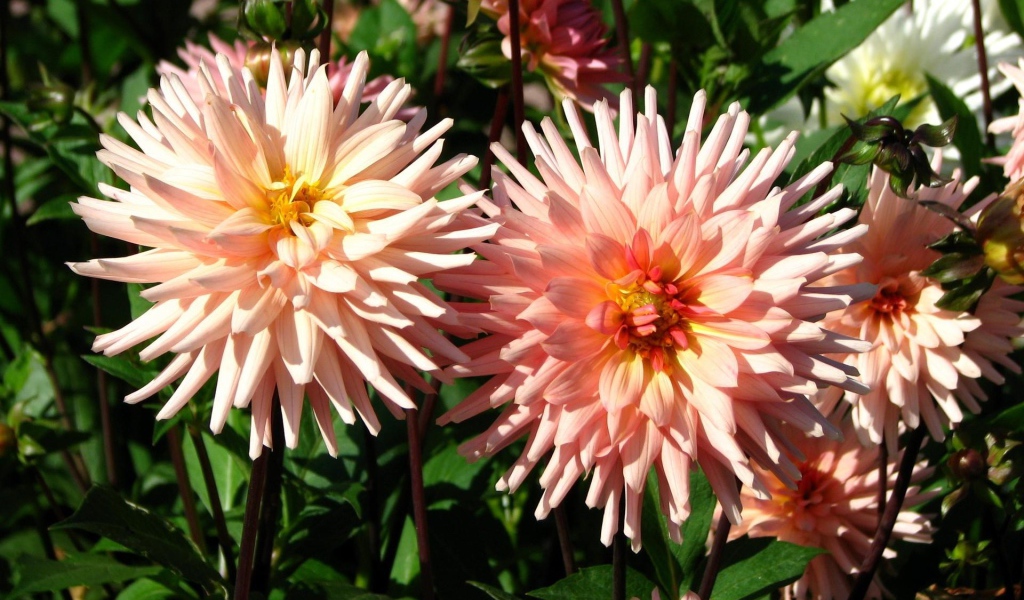 Красивые розовые георгины в лучах солнца на клумбе