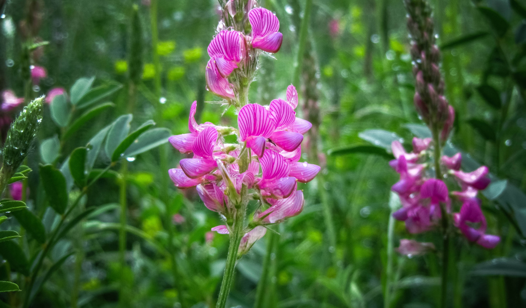 Красивый полевой розовый цветок в каплях росы