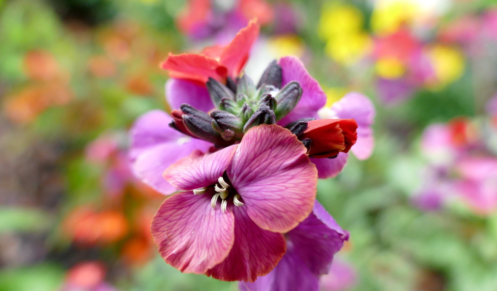 Красивый розовый садовый цветок крупным планом