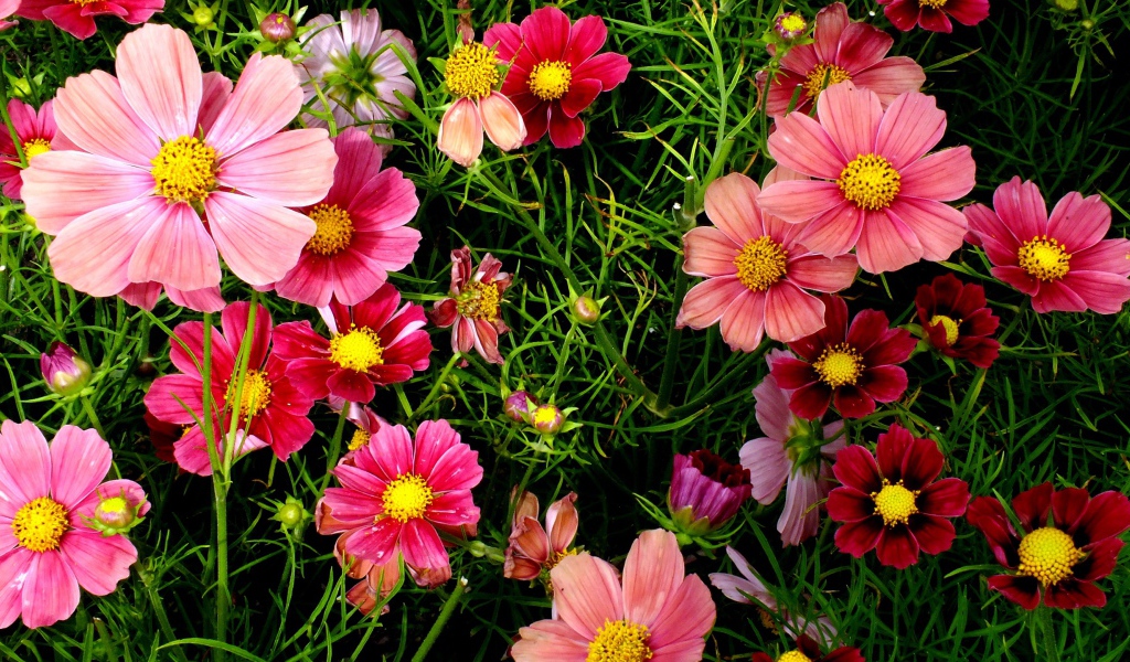 Красивые розовые садовые цветы космея 