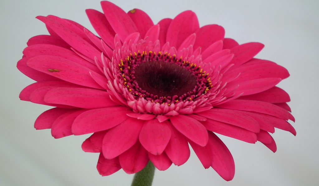 Красивый розовый цветок гербера крупным планом 