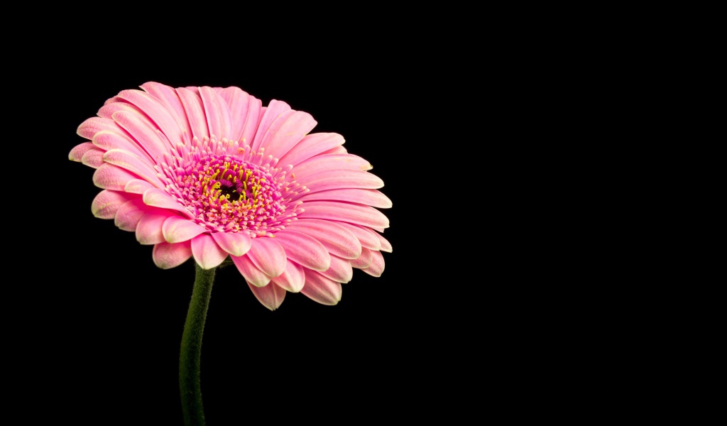 Красивая розовая гербера на черном фоне