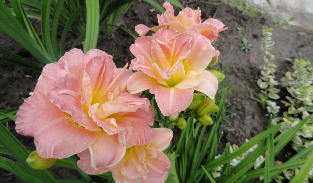 Красивые розовые лилии на клумбе