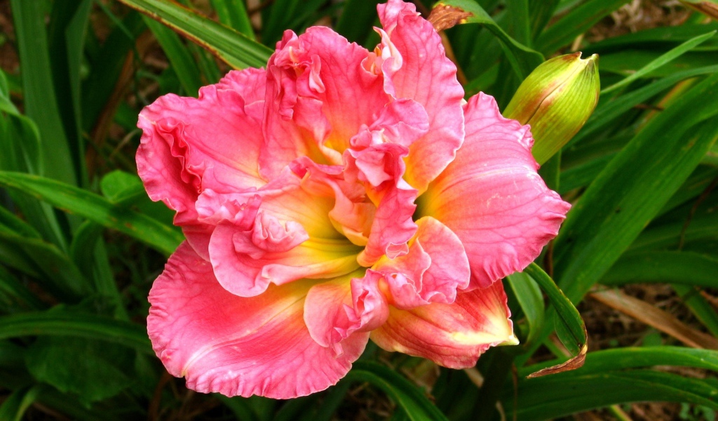 Красивая розовая лилия с бутоном крупным планом