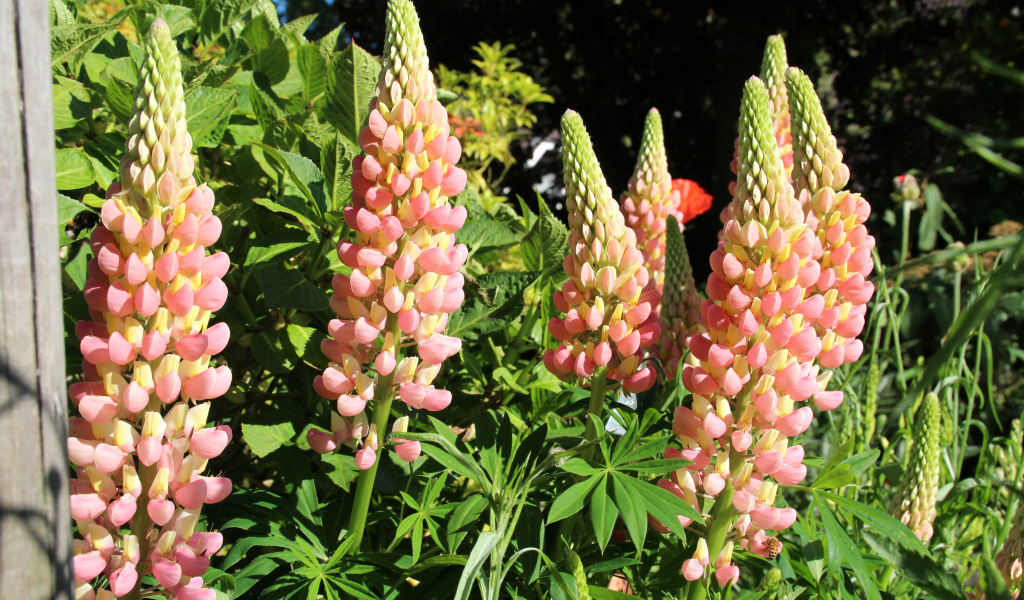 Красивые розовые люпины крупным планом