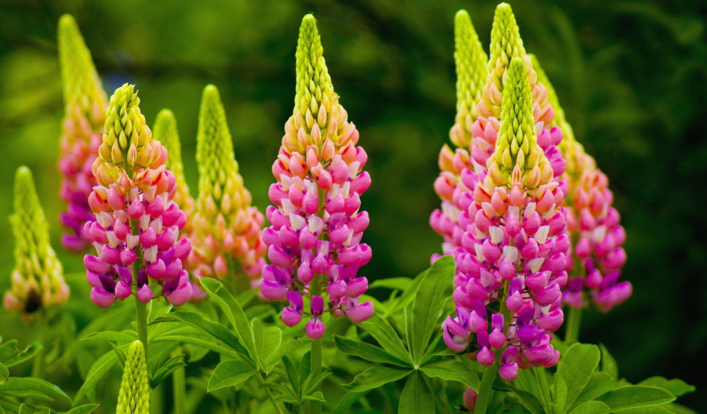 Красивые розовые люпины на клумбе 