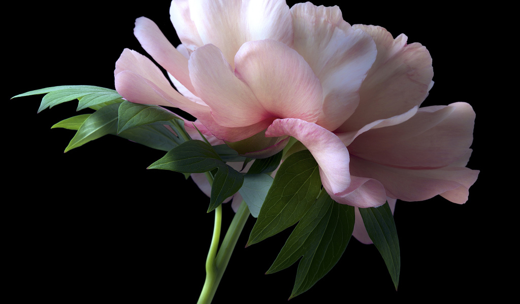 Красивый розовый пион крупным планом на черном фоне