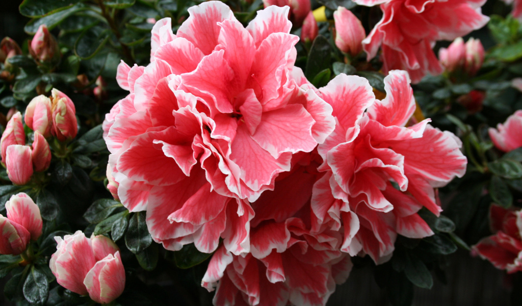 Красивый розовый цветок рододендрон 