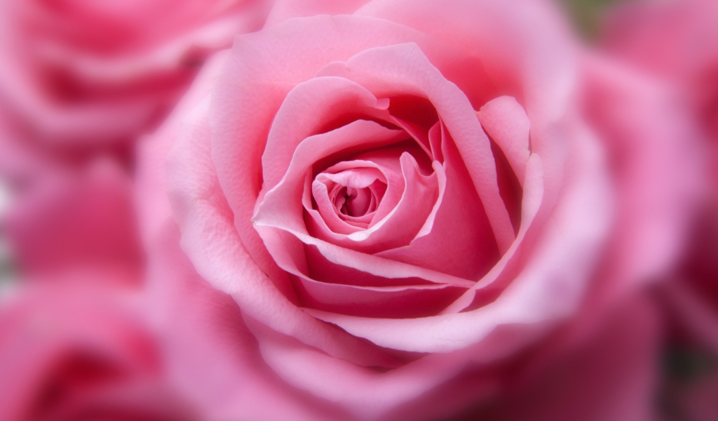 Бутон красивой розовой розы 