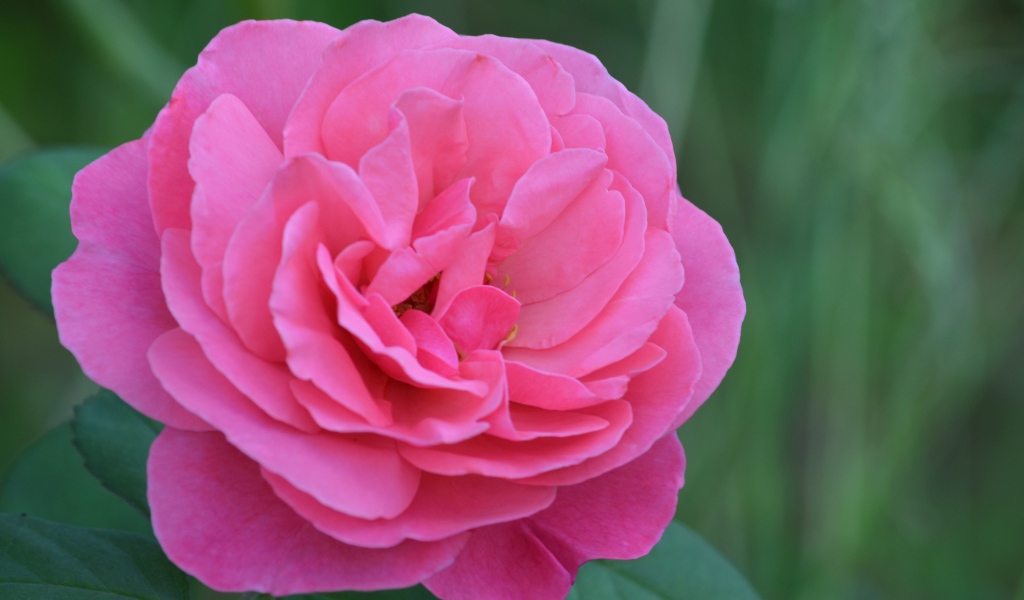 Красивая розовая роза крупным планом 