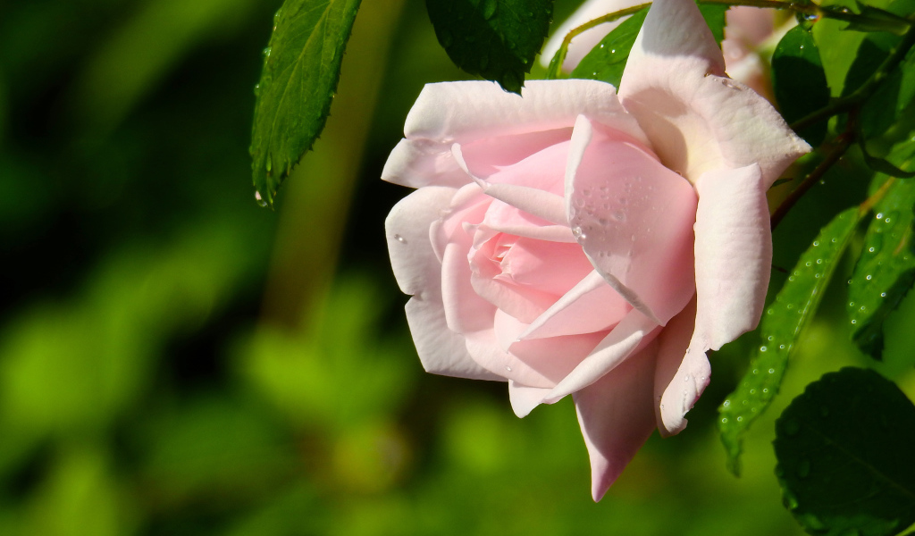 Красивая розовая роза в каплях росы крупным планом